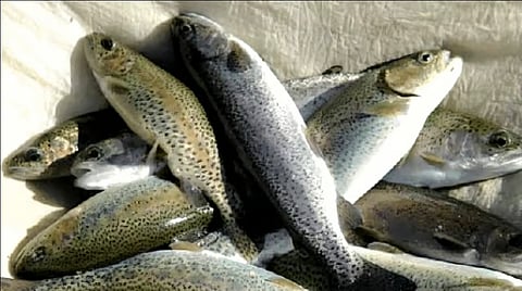 The first-ever export has directly benefited 33 fish farmers, who earned nearly Rs 23.50 lakh from this consignment