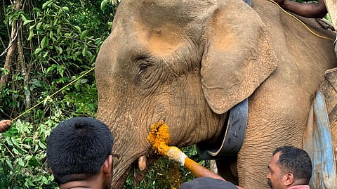 The forest team providing medical treatment to the rogue elephant which was tranquillised and radio collared at Pindimana near Kothamangalam on Thursday.