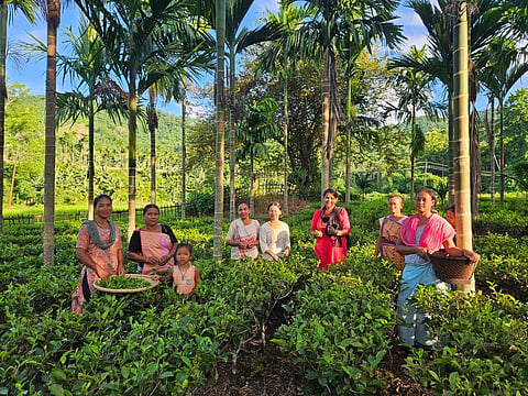 Assam’s small tea growers had strengthened the identity of Assam Tea through their hard work and dedication.