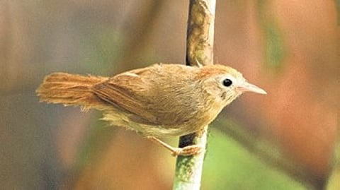 Rufous-fronted Babbler (Cyanoderma rufifrons).