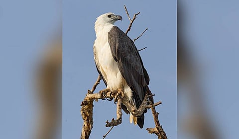 White-bellied Sea Eagle.