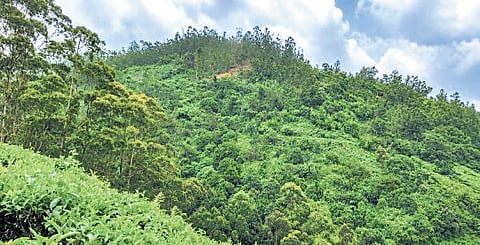 (L) A distant view of the 40 hectares recovered by forest department from HML at Chinnakanal, a satellite image showing the approximate extent of the reclaimed land