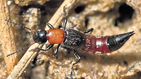The beetle releases a chemical called pederin when it is crushed on skin, causing redness, burning, itching and blister-like lesions that appear within 24-48 hours.