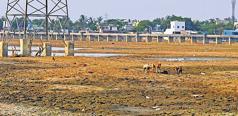 TNPCB found fecal coliform in the sample collected from Puzhal in Feb.