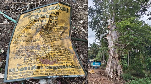 Natural lovers urged to save the around 500 years-old heritage Neer Maruthu tree (Botanical name-Terminalia Arjuna) at Esanthimangalam village , as a few branches of the tree are seen cut down.