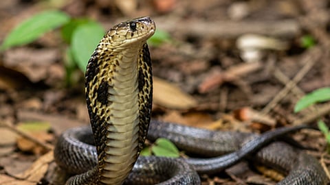 Uttarakhand hospitals is currently receiving around 15 snakebite patients every month, nearly five times the usual monthly average of two to three cases