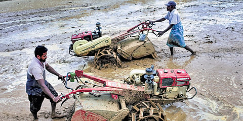 Farmers prepare paddy fields for sowing using power tillers in Chikkamagaluru district on Thursday
