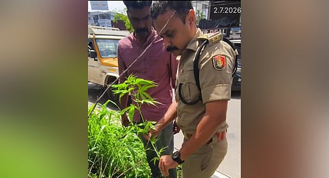 Excise officials uproot and seize a cannabis plant found growing near Kochi Metro pillars 851 and 852 at Vyttila Junction on Thursday.