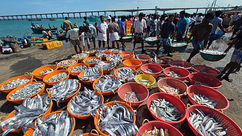 Fishermen have caught a large number of Valai Fish (Ribbon fish) in Pamban in Ramanathapuram District.