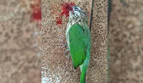 The White-cheeked Barbet hit a glass surface near Ooty.
