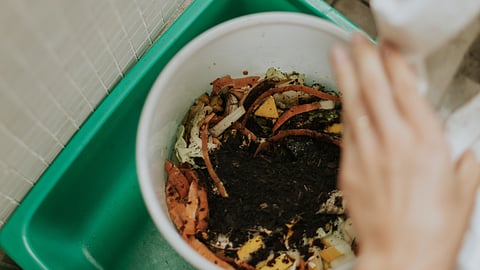 Compost: Nature's best fertiliser