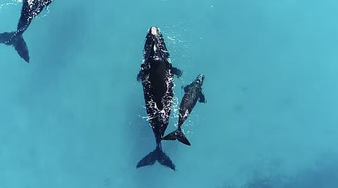 A mother with her calf the ‘right way up’.