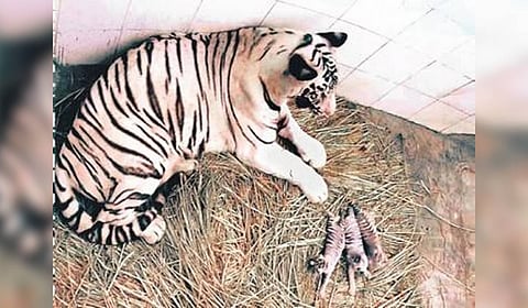 A 12-year-old tigress and her five cubs captured near Bandipur Tiger Reserve.