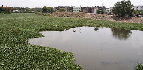 The polluted Adyar River in Saidapet, Chennai.