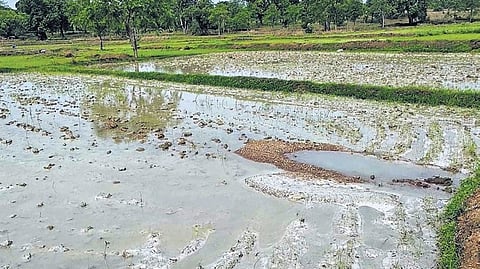Agriculture fields covered with fly ash slurry in Kadupada village.