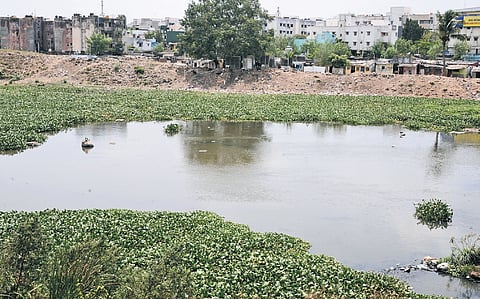 A polluted stretch of the Adyar River in Saidapet