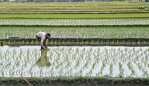 In Thanjavur, paddy has been cultivated on 64,755 hectares during the kuruvai season this year, as against 79,800 hectares last year.