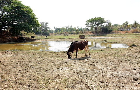 The dried look of Devalapura lake with drought like situation in Mysuru.