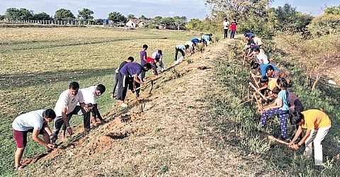 Out of four lakh palm seeds they planted, only 20% have germinated.