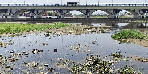 Pathetic condition of Vaigai river which is filled with invasive plants, sewage and garbage