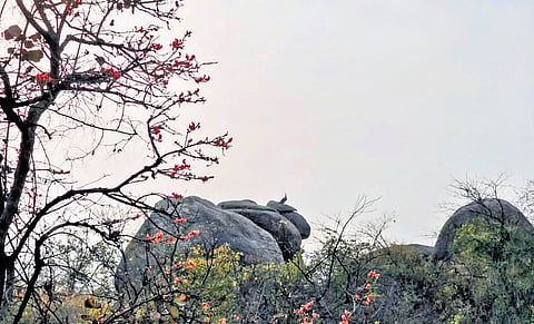 The walkers include children, seasoned trekkers and residents who have spent years driving past Hyderabad’s rocks without really noticing them.