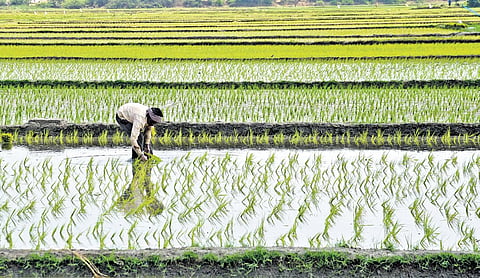 If water is released late, Samba cultivation cannot be taken up in around six lakh acres in delta districts, which could lead to a production loss of 12 lakh tonnes of paddy.