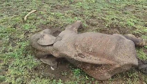 A male elephant calf, about two years old, was found by the frontline staff of the forest department in the water-spread area of the Gunderipallam Dam