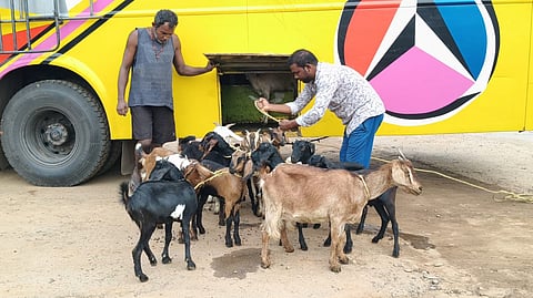 The goats being rescued from the baggage compartment of the bus.