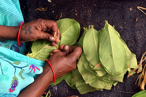 As per the decision, the price of a kerri (bundle of 20 kendu leaves) in the processed area has been increased by 10 paise