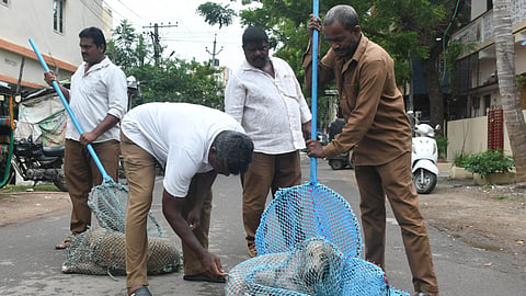 VMC staff catch stray dogs and give ARV at the New RR Pet area in Vijayawada.