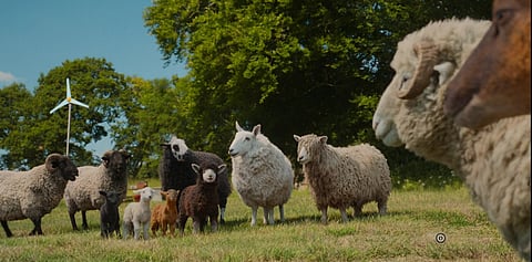 The Malayalam-speaking ‘sheep detectives’