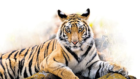 Among tiger reserves in the country, Amrabad Tiger Reserve in neighbouring Telangana, with 20,435 families in 61 villages, reported the highest number of families residing within the core habitat.