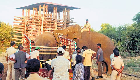 Chittoor District officials carried out a special operation "Operation Tusker", captured lone Elephant with help of Kumki elephants, on Thursday