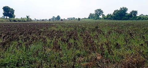 Farmers in several areas have been forced to re-sow after crops were damaged due to the lack of rainfall.
