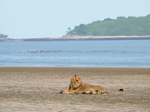 The research identified three major coastal satellite populations of Asiatic lions