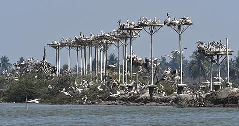 The CEC also raised concern over rising pollution in Kolleru Lake, and the drying up of the Atapaka Bird Sanctuary