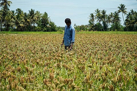 A farmer inspects a finger millet (ragi) crop ready for harvest.