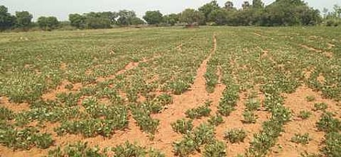 A picture of a groundnut farm in Karimangalam where the growth of the plants are stunted