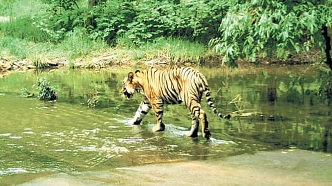 Experts believe this is as good a time as any to create more protected areas for the big cats in the state, and the beginning could be made with Debrigarh Wildlife Sanctuary.
