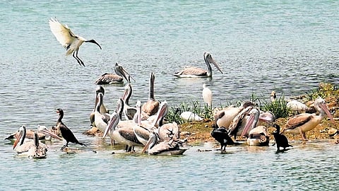 Spot-billed Pelicans, Eurasian Coots