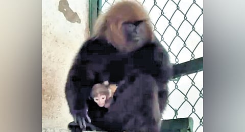 Nilgiri langur