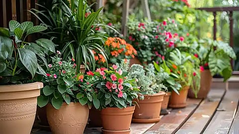 Why Plants Need Nutrients