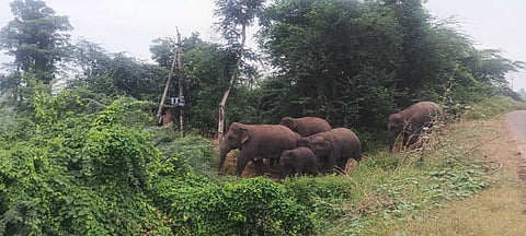 Vizianagaram: The herd consisting of eight elephants roaming on the outskirts of Kusumuru and Nandabalaga under Therlam mandal in the district.