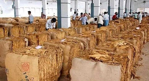 Tobacco auctions