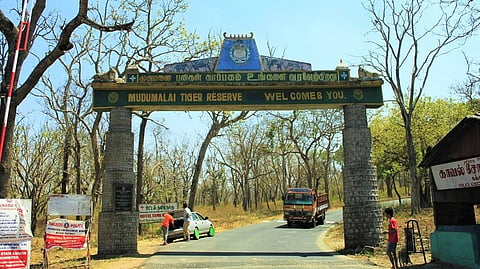 Mudumalai Tiger Reserve.