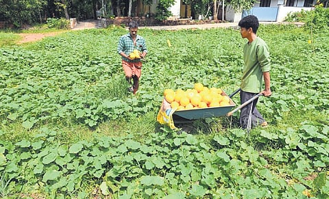 Farmer Jayaprakasan M P and son Jithin Jayan harvesting cucumber at Peruvayal in Kozhikode.