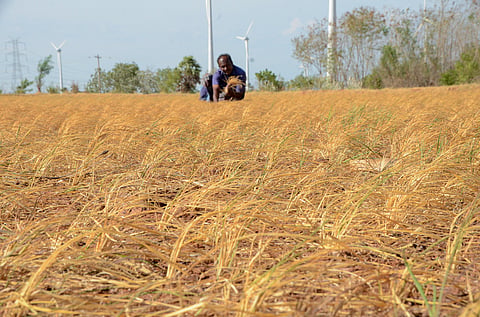 A farmer carries bundles of withered paddy seedlings across a drought-hit field after irrigation wells and ponds dried up. Image used for representational purposes only