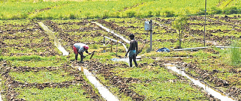 Kuruvai cultivation has been taken up on 8,400 acres in Papanasam
