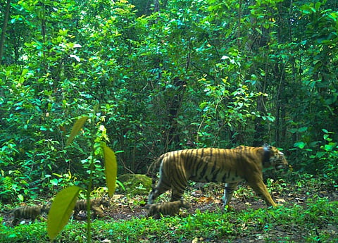 Photo of tigress Zeenat with her cub in Similipal Tiger Reserve