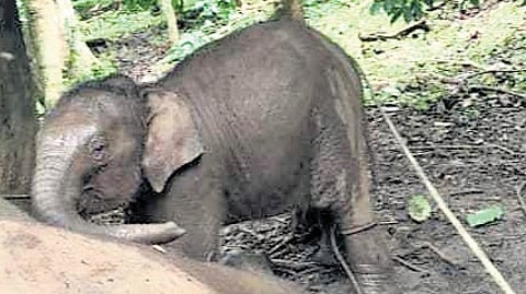 Elephant calf mourns mother’s death